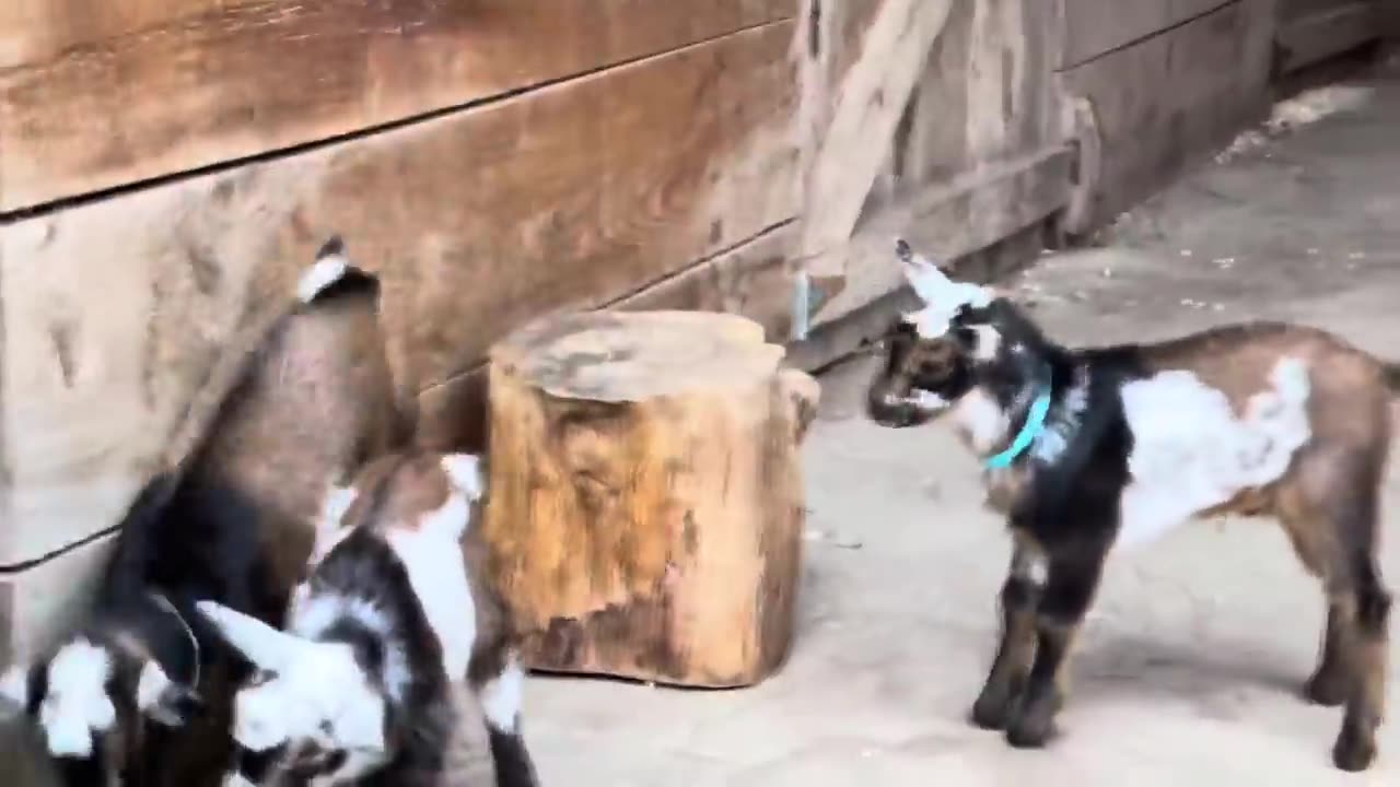24 Curious goat kids!