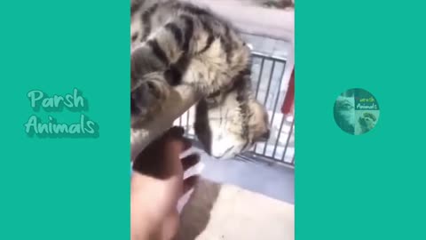 Funny animals