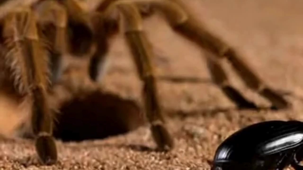 🕷️ This Spider Moved So Precisely… It’s Both Creepy and Fascinating 👀✨