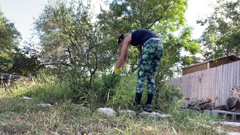 "I'm nature's vengeance. Kill me if you can!" Weeding out the Poison Ivy!