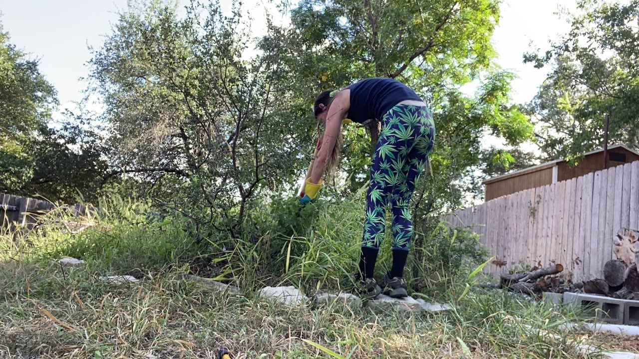 "I'm nature's vengeance. Kill me if you can!" Weeding out the Poison Ivy!