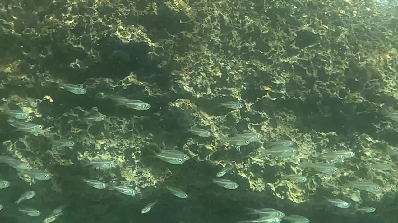 Any Day Snorkeling Is A Good Day!!