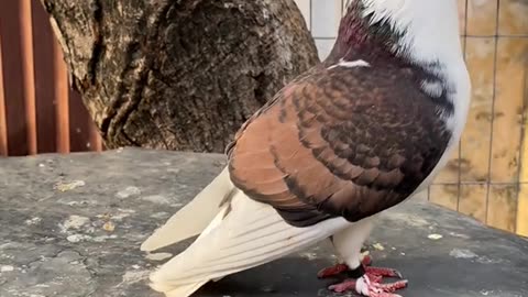 Pigeon Portraits: Faces of the Familiar Flock"