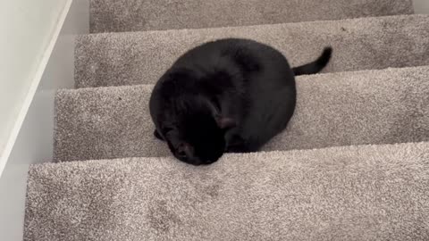 Cute Precious Piper Plays on the Stairs - My Adopted Shelter Cat Vlog