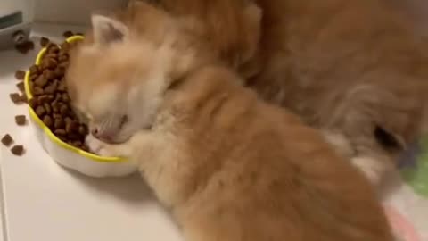 Food coma
