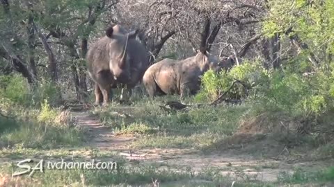 animals