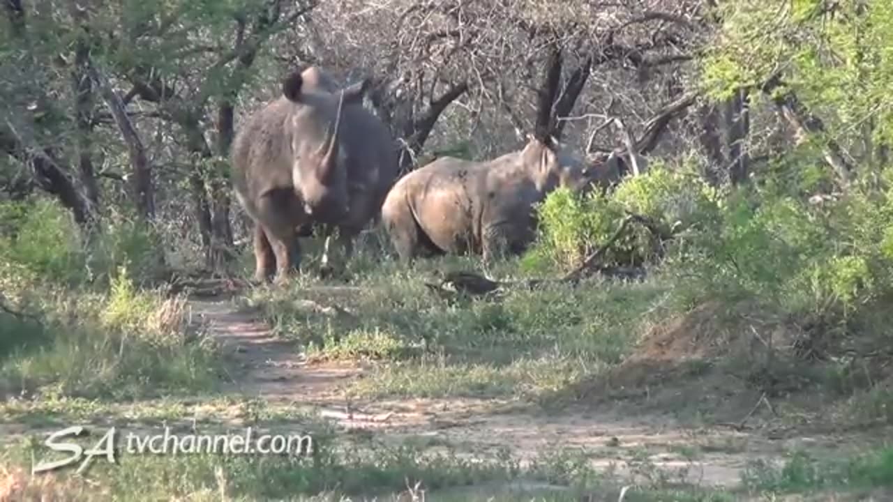 animals