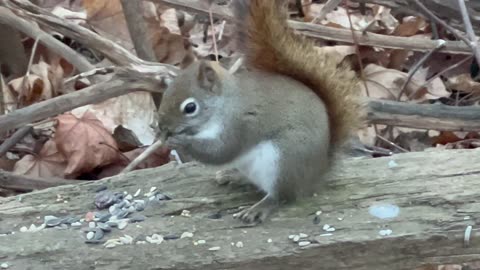 Friendly red tailed squirrel