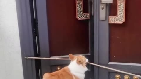 Smart dog