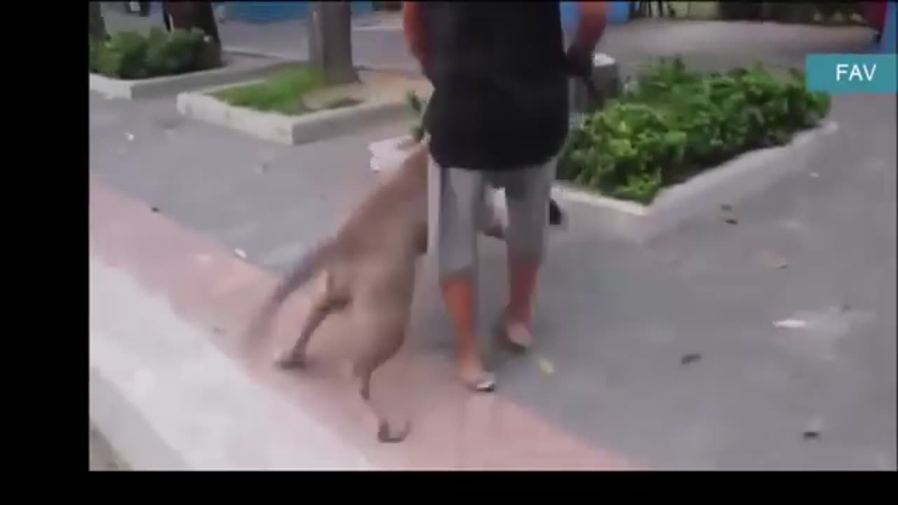 Cats how to protect her self and her family