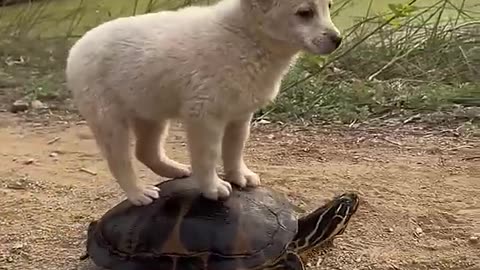 Puppy riding on a turtle