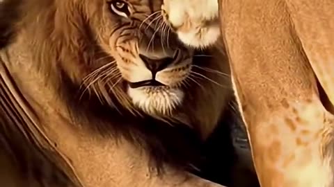 Mommy wasn’t having it! - Animals Rebellion