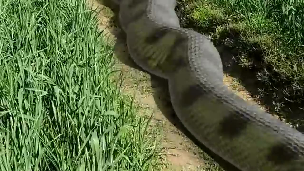 massive anaconda