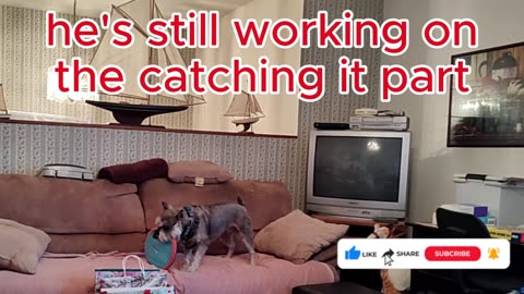 Leo got a frisbee for Christmas #pets #dog #puppy #dogshorts #cute #petshorts #shortvideos #sweet