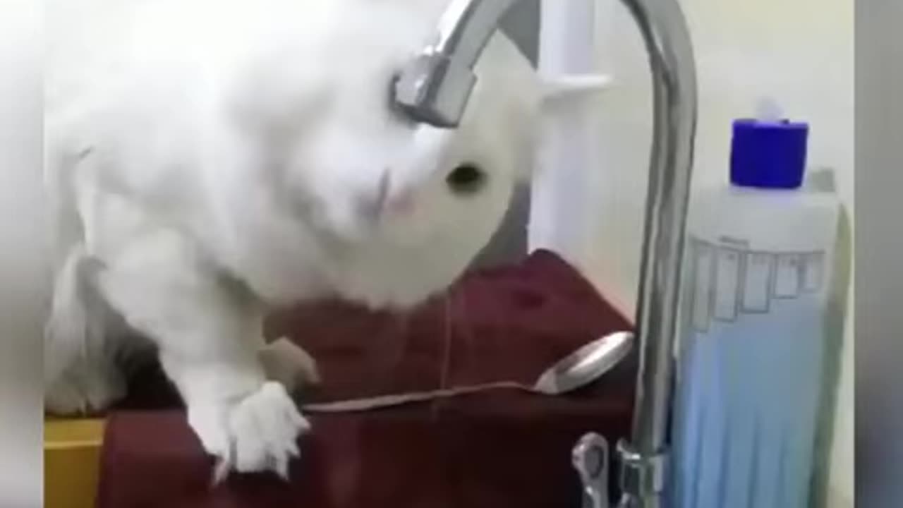 cute cat funny kitten videos|Funny Cats Part 26