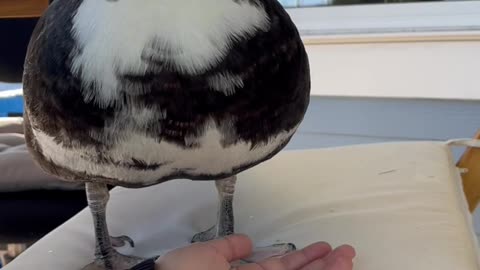 Human Arm Becomes Duck Elevator