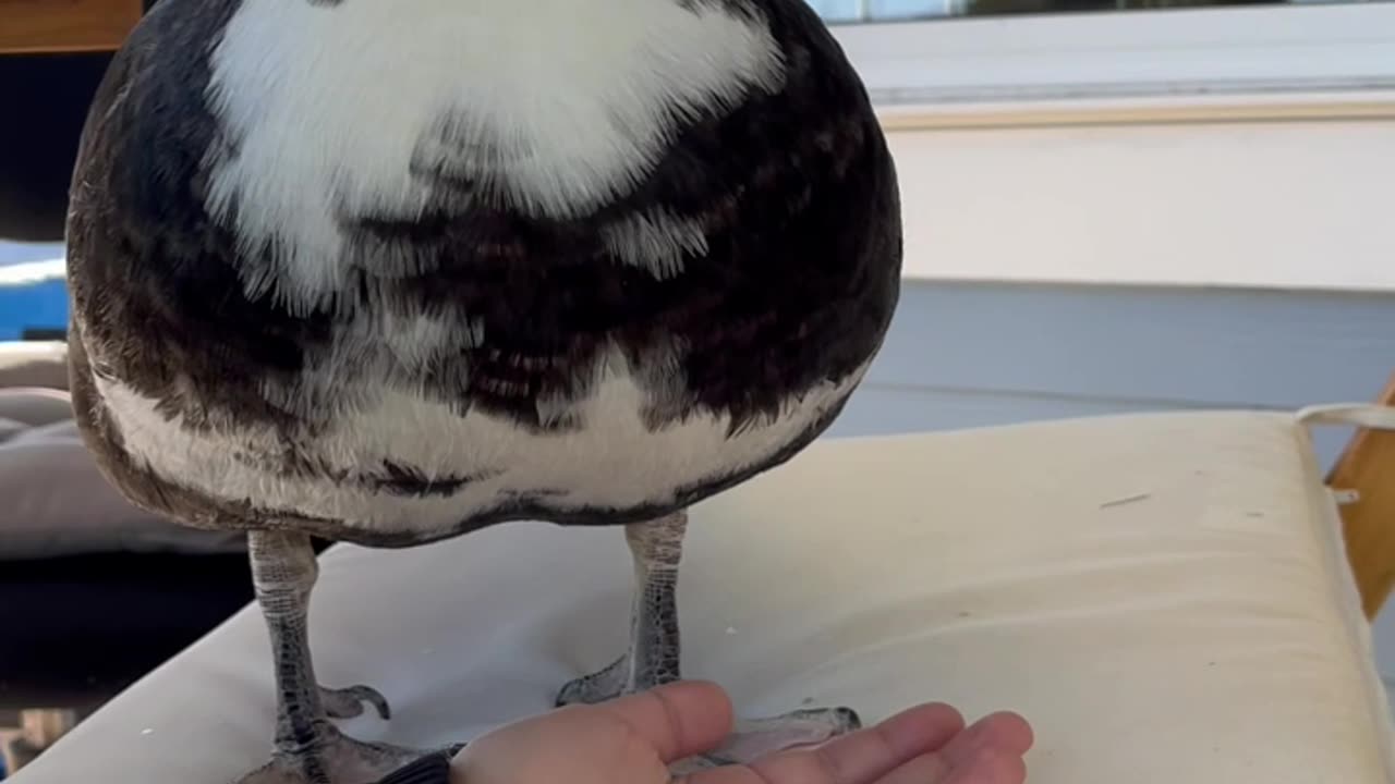 Human Arm Becomes Duck Elevator