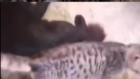 Cat That Sleeps In Weird Places