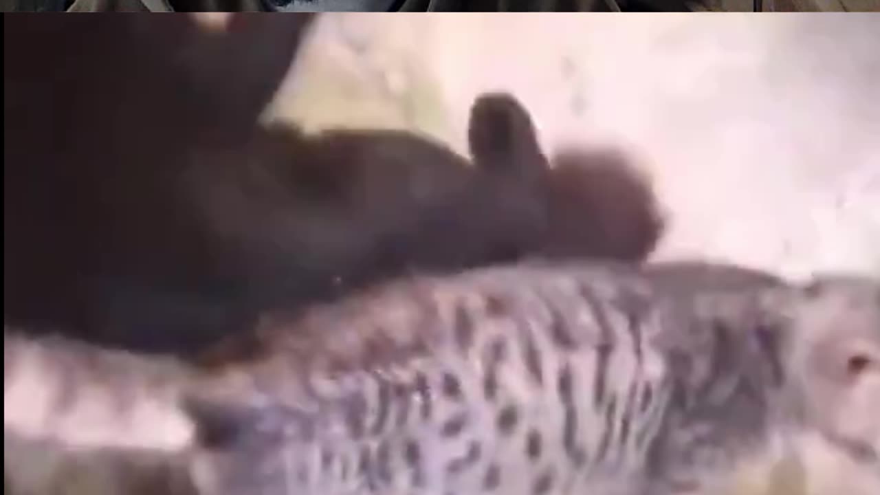 Cat That Sleeps In Weird Places