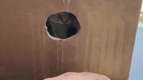 Since he wouldn't let me trim his nails properly, I had to resort to this method... 😺😄