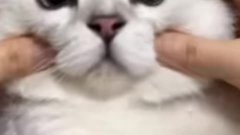 cute-cats--try-not-to-laugh--cat-videos-compilation-shorts------funny-cat-videos