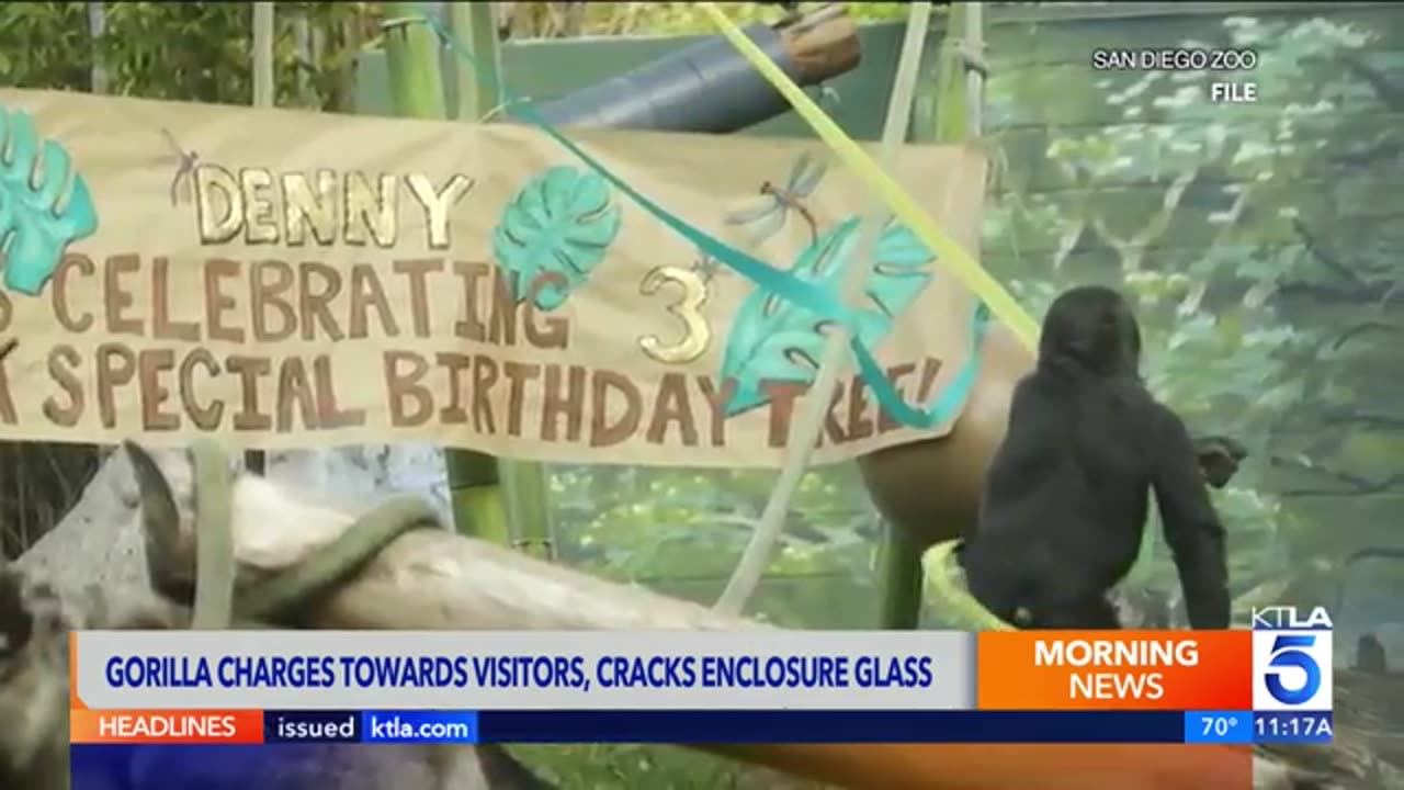 San Diego Zoo gorilla charges at guests, breaks glass of enclosure