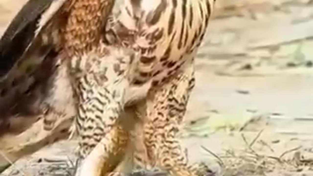 Eagle trapped by Snake while eating