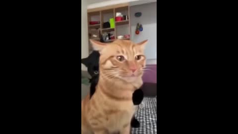 Funny animal videos - Funny cats/dogs - Funny animals -Part82/Haypyy Pett