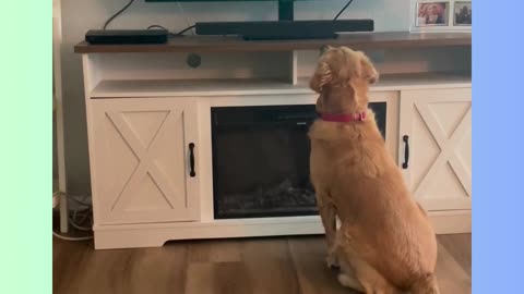 Golden Retriever Watching T.V.