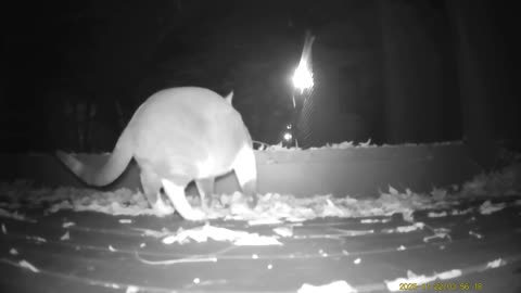 Wildlife Filmed By Haza PR800 Wild Camera, Levagood Area, Dearborn, Mich., November 21 To 27, 2025