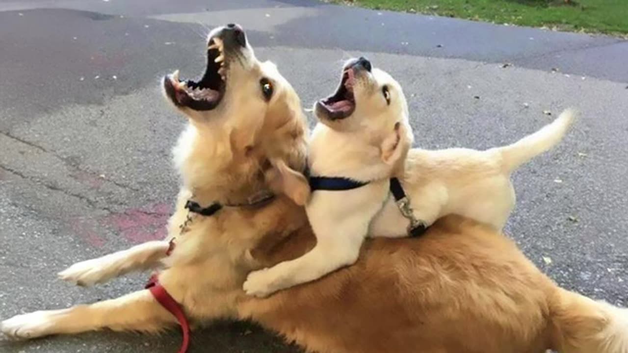 the-funniest-animal-videos-of-february--funny-dogs-and-cats-that-will-have-you-rofl