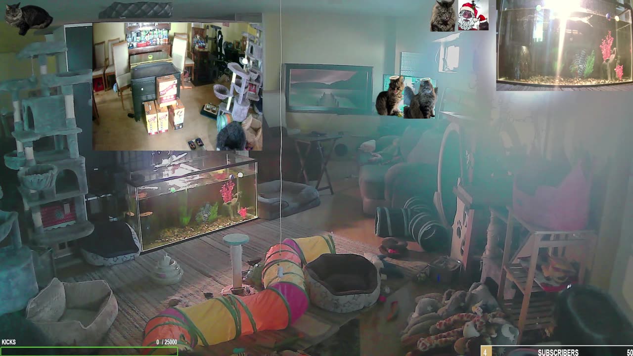 Super Sunday at The Cat Ranch