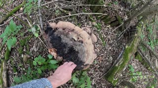 ОТец ищет грибы в день ОТца | Трутовики, синеножка и говорушка дымчатая