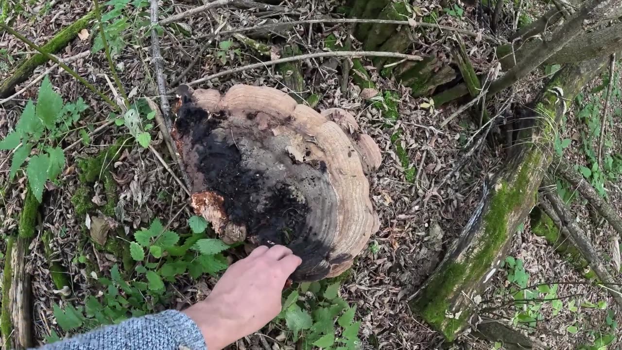 ОТец ищет грибы в день ОТца | Трутовики, синеножка и говорушка дымчатая