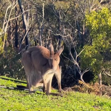 Shout out all the beautiful mums Kangaroo diaries only in Australia 🇦🇺