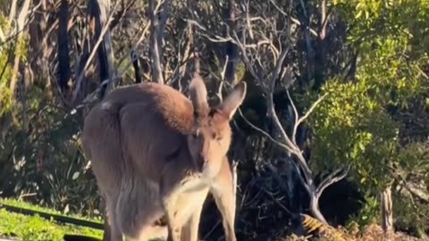 Shout out all the beautiful mums Kangaroo diaries only in Australia 🇦🇺