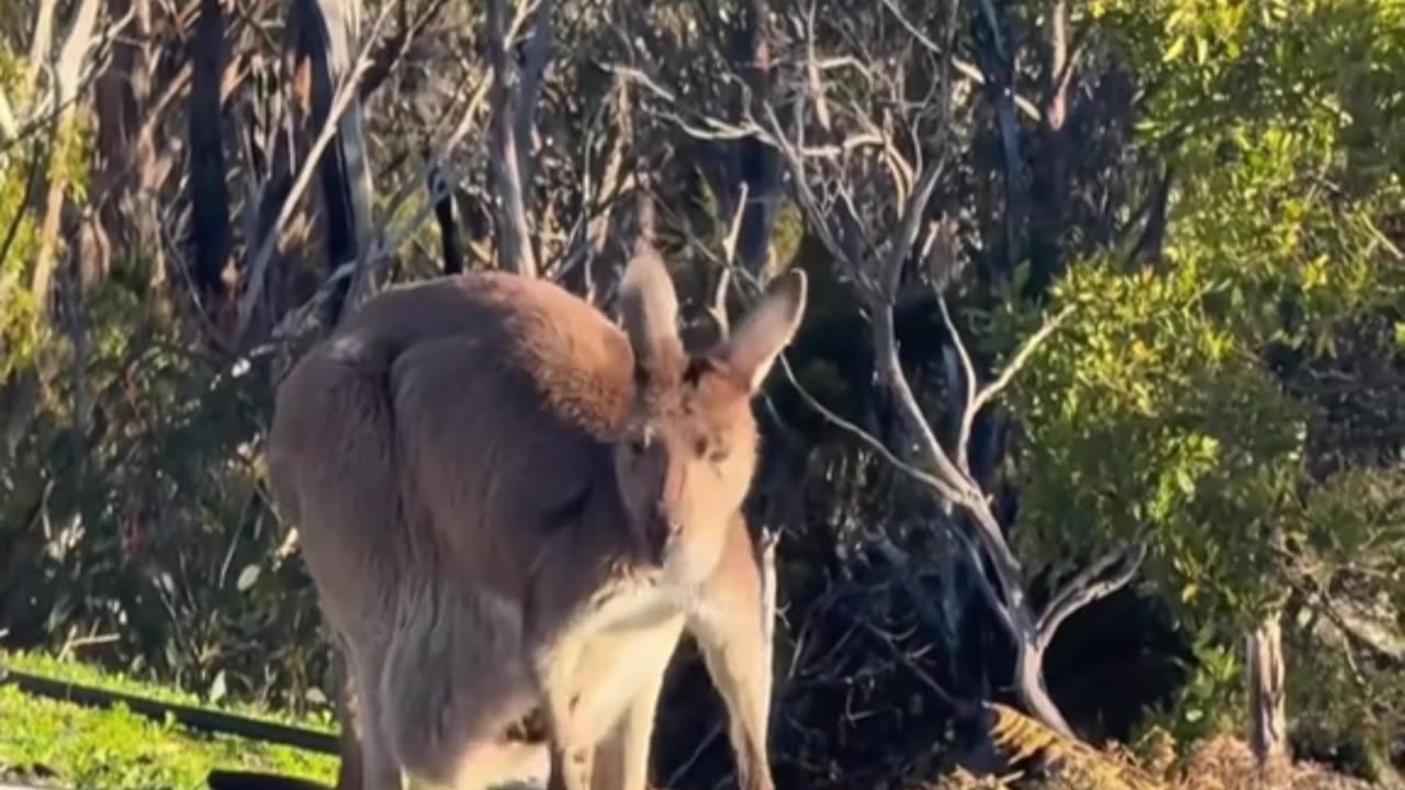 Shout out all the beautiful mums Kangaroo diaries only in Australia 🇦🇺