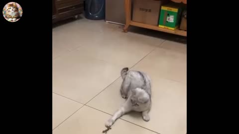 Funny cats 🐈🐈 dancing 😃😃