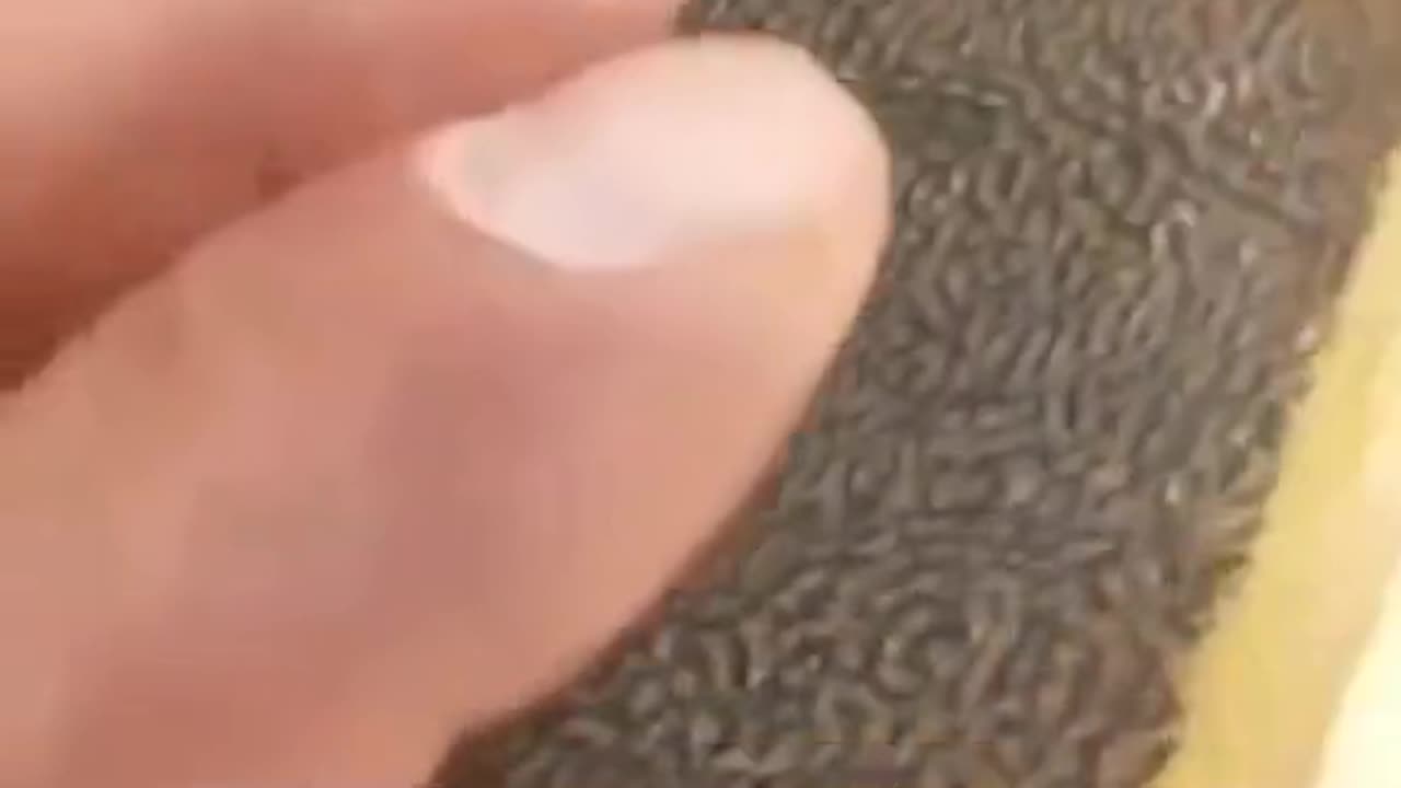 Bible with Palestine from 1935