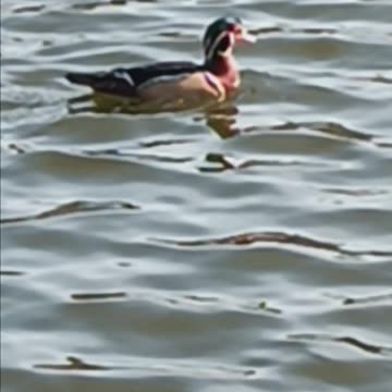 Wood duck