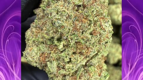 Cinderella 99 THCa Flower | 26% Sativa | Citrus, Apricot, Floral | Focused, Euphoric | Bulk #thca