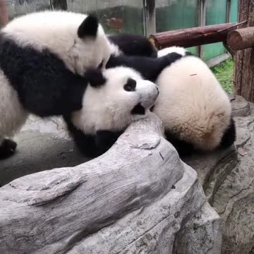Funny video,What are the devils doing to baby pandas video 2025 skc.com 57