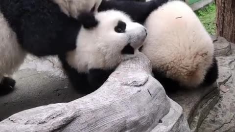 Funny video,What are the devils doing to baby pandas video 2025 skc.com 57