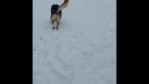 Virgil german shepherd.