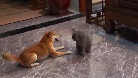 Funny video funny 😁🤣