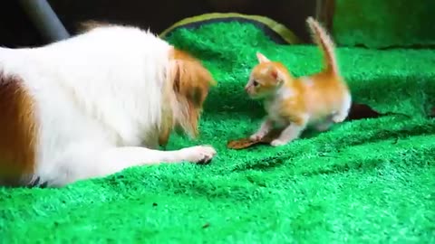 Kittens playing on the grass with animals: Dogs, rabbits, cows, mice - Cats meowing