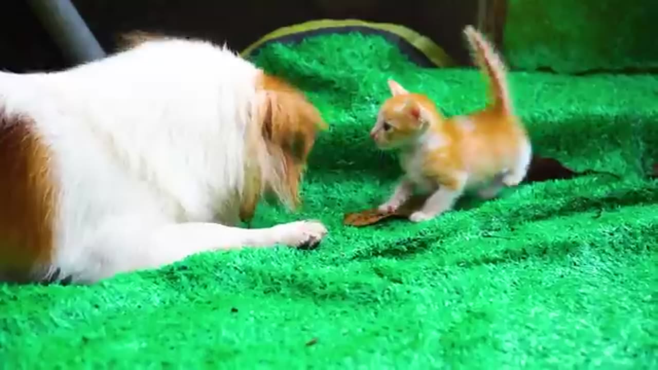 Kittens playing on the grass with animals: Dogs, rabbits, cows, mice - Cats meowing