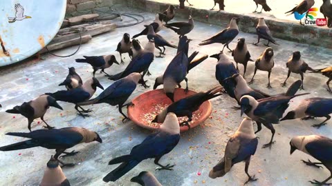 Crows strike fast on Cheese, All And Huge types of crow sound, Crow Calls in Different Voices