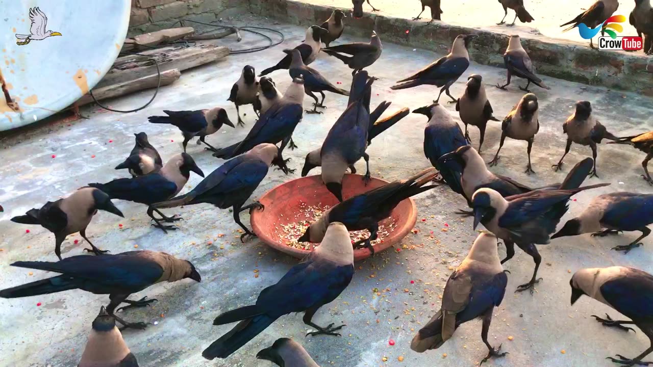 Crows strike fast on Cheese, All And Huge types of crow sound, Crow Calls in Different Voices