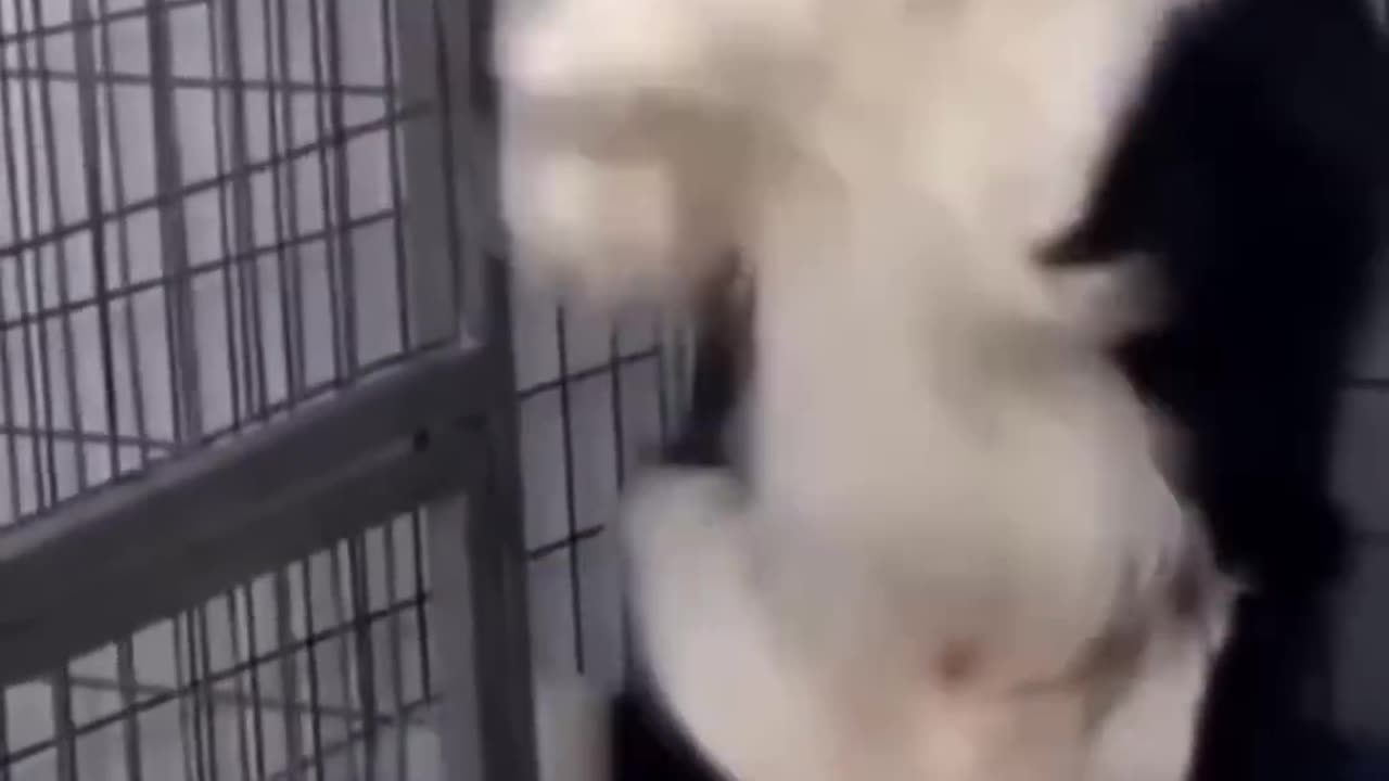 Funny dog video